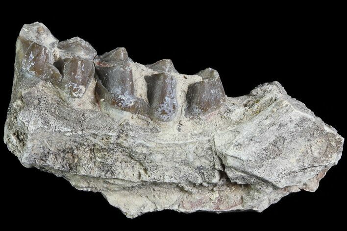 Oreodont Jaw Section With Teeth - South Dakota #81967